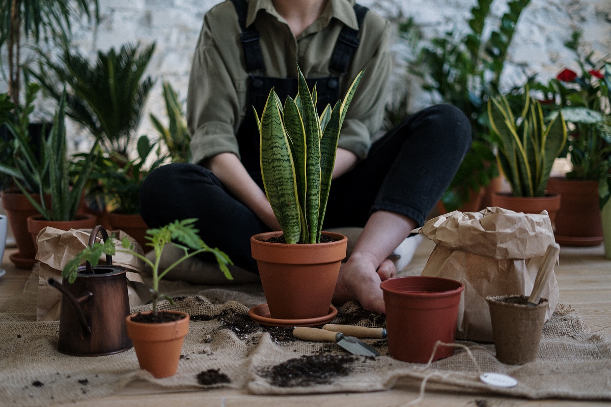 Diferença entre Paisagismo e Jardinagem: entenda agora!